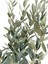 Zeytin Fidanı 2 Yaş 70-80 cm Bol Verimli 3