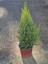 Videolu Özel Leylandi Bitkisi (40 60CM)1 Adet Saksılı Dış Mekan Bitkisi Cupressocyparis Leylandii 3