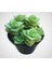 Crassula Perforata 5.5mini Sukulent Saksısında Dolgun Formlu Teraryum ve Sukulent 2