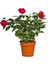 Serada Decor Plant Videolu Yediveren Yoğun Kokulu Kırmızı Renkli (30 50CM) 1 Adet Aşılı Gül Red Rose 2