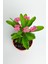 Serada Decor Plant Videolu 1 Adet Pembe Dikenler Tacı Çiçeği 15-25 cm Tüplü Çiçekli Bodur Bitkiler Euphorbia Milii 3