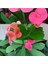 Serada Decor Plant Videolu 1 Adet Pembe Dikenler Tacı Çiçeği 15-25 cm Tüplü Çiçekli Bodur Bitkiler Euphorbia Milii 4