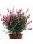 Serada Decor Plant Videolu 1 Adet Kırmızı Gaura Fidanı 30-60 cm Saksılı Çiçekli Bodur Bitkiler Gaura Lindheimeri 4