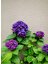 Serada Decor Plant Videolu Mor Ortanca (80 100 Cm)1 Adet Sakksılı Çiçekli Bahçe Bitkisi Hydrangea Macrophylla 2