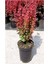 Videolu Roket Berberis Fidanı (40 60 Cm)1 Adet Saksılı Dış Mekan Bitkisi Berberis Thunbergii 3