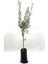 Zeytin Fidanı (Gemlik Sofralık Zeytin) 2 Yaş (70-80 Cm) 1