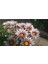 Videolu 10'lu Beyazlı Pembeli Gazanya Çiçeği Fidanı 15-25 cm Tüplü Çiçekli Bodur Bitkiler Gazania 2