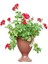 Serada Decor Plant Videolu Kırmızı Sakız Sardunya (30 50 Cm)1 Adet Saksılı Çiçekli Bodur Bitki Geranium 1