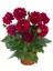 Videolu 1 Adet Kırmızı Yıldız Çiçeği Fidanı Fidanı 20-40 cm Tüplü Çiçekli Bodur Bitkiler Dahlia 2