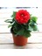 Videolu 1 Adet Kırmızı Yıldız Çiçeği Fidanı Fidanı 20-40 cm Tüplü Çiçekli Bodur Bitkiler Dahlia 3