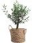 Videolu Dekoratif Zeytin Çalısı (40-50 Cm) 2 Adet Saksılı/tüplü Dış Mekan Bitkisi Teucrium Fruticans 2