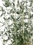 Videolu Dekoratif Zeytin Çalısı (40-50 Cm) 2 Adet Saksılı/tüplü Dış Mekan Bitkisi Teucrium Fruticans 3