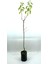 Kayısı (Şekerpare) Fidanı 2 Yaş (70-80 Cm) 1