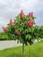 Serada Decor Plant Videolu Pembe Çiçekli Oya Çiçeği Fidanı (45 80 Cm)1 Adet Saksılı Dış Mekan Lagerstroemia Indica 3