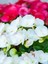 Videolu 1 Adet Kırmızı Begonya Çiçeği 25-35 cm Saksılı Iç Mekan Bitkileri Begonia 2