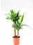 Yucca 2 Gövde - Yuka Hançer 'avize' Çiçeği Yukka - Ev Ofis Salon Iç Mekan Bitkisi - 100 cm 1