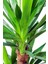 Yucca 2 Gövde - Yuka Hançer 'avize' Çiçeği Yukka - Ev Ofis Salon Iç Mekan Bitkisi - 100 cm 2