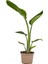 Starliçe - Beyaz Cennet Kuşu 50 -60 cm (Strelitzia Nicolai) Iç Mekan Bitkisi 2