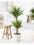 Yukka Çiçeği Yucca 2 Li Dikim Iç Mekan Bitkisi 80-100CM 1