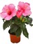 Japon Gülü Hibiscus Pembe Renk Çiçekli Kalın Yapraklı Ithal Iç Mekan Bitkisi 2
