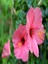 Japon Gülü Hibiscus Pembe Renk Çiçekli Kalın Yapraklı Ithal Iç Mekan Bitkisi 3