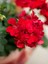 Videolu 1 Adet Kırmızı Sardunya Çiçeği 15-25 cm Saksılı Çiçekli Bodur Bitkiler Geranium 1