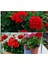 Videolu 1 Adet Kırmızı Sardunya Çiçeği 15-25 cm Saksılı Çiçekli Bodur Bitkiler Geranium 2