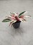 Calathea Triostar 1