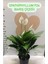 Canlı Saksılı Spatıfılıum (Barış Çiçeği) 70 Cm,17 cm Saksı Çapı 1