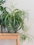 Kurdele Çiçeği Büyük Bol Köklü Iç Mekan Bitkisi (Chlorophytum Comosum) 30-50CM 1