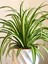 Kurdele Çiçeği Büyük Bol Köklü Iç Mekan Bitkisi (Chlorophytum Comosum) 30-50CM 2