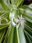 Kurdele Çiçeği Büyük Bol Köklü Iç Mekan Bitkisi (Chlorophytum Comosum) 30-50CM 4