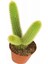 Çiçek Açan Kaktüs Maymun Kuyruğu Hildewintera Aureispina Cactus Dolgun Formlu 2