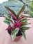 Calathea Triostar ( Doğa Çiçeği ) Renkli Yapraklı Salon Bitkisi ( 25-30 cm Arasında 15 cm Sakısda ) 2