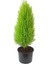 Limon Kokulu Limon Cami Evde Ofisde Salon Da Bahçede 30 cm 40CM Ister Hediyelik 1