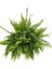 "" Aşk Merdiveni - Nephrolepis Aşk Merdiveni- Canlı Çiçek 1