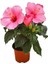 Serada Decor Plant Videolu Pembe Japon Gülü Çiçeği Fidanı (40 45 Cm)1 Adet Saksılı Camellia Japonica 1