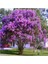 Oya Ağacı Fidanı Mor ( Tüplü ) 30-40 cm 2