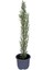 Kara Selvi - Mezarlık Servi Saksı'da - Cupressus Sempervirens - 35-45 cm Dikime Hazır 1