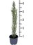 Kara Selvi - Mezarlık Servi Saksı'da - Cupressus Sempervirens - 35-45 cm Dikime Hazır 2