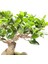 Ficus Ginseng Bonsai 20-30 cm 1