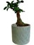 Ficus Ginseng Bonsai 20-30 cm 3