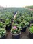 Sardunya Çiçeği Saksı'da - Pelargonium - Pembe Renk 2