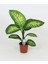 Serada Decor Plant Difenbahya Tropik Salon Bitkisi Tropic Snow 50 - 70 cm 1