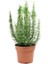 Saksılı Biberiye Fidanı 15-25 cm 1