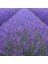 10 Adet Açık Köklü Angustifolia Lavanta Fidanı Fidesi 1