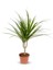 Dracaena Marginata - Tek Gövdeli Madagaskar Ağacı - Ev Ofis Salon Iç Mekan Bitkisi - 40 cm 1