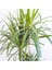 Dracaena Marginata - Tek Gövdeli Madagaskar Ağacı - Ev Ofis Salon Iç Mekan Bitkisi - 40 cm 2
