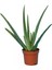 Aloe Vera Bitkisi 25-30 cm 1