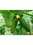 Kıtır Turşuluk Kornişon Salatalık Tohumu 10 Adet Tohum 3